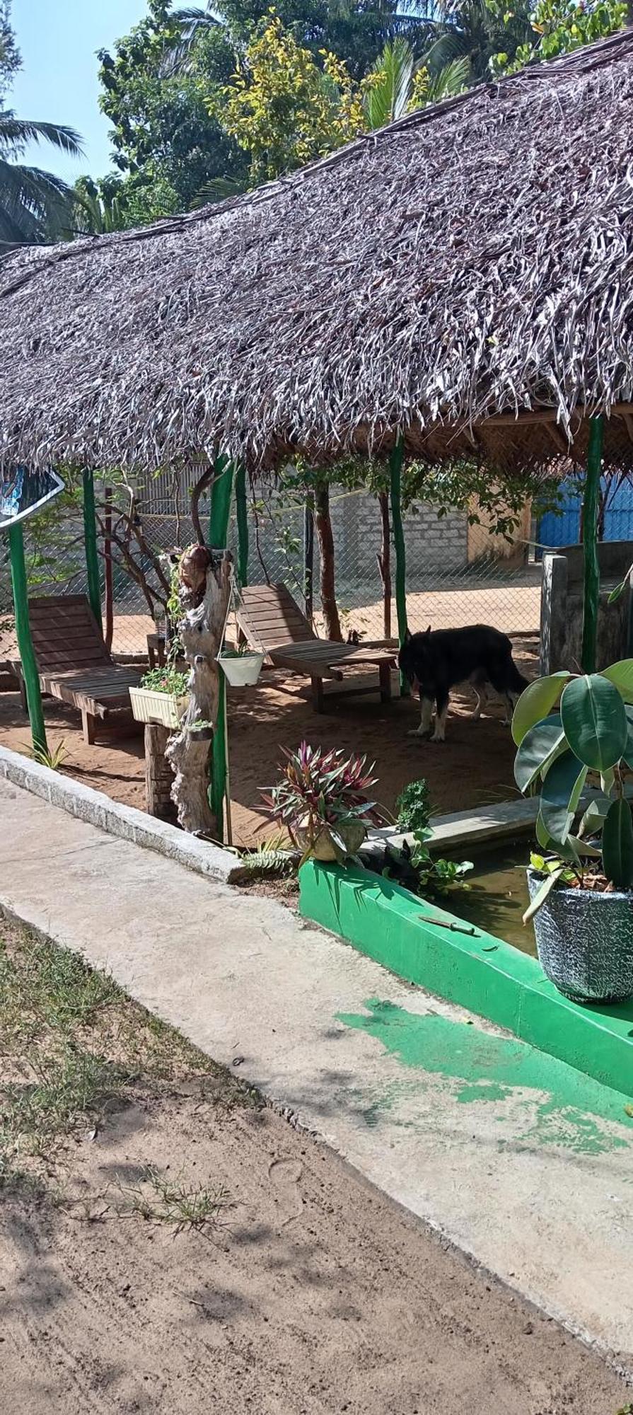 Surfing Lion Hostel Аругам Экстерьер фото